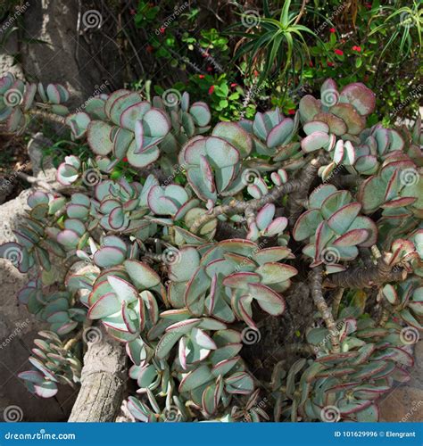 Succulent Plants Growing in the Exotic Garden Stock Photo - Image of light, color: 101629996