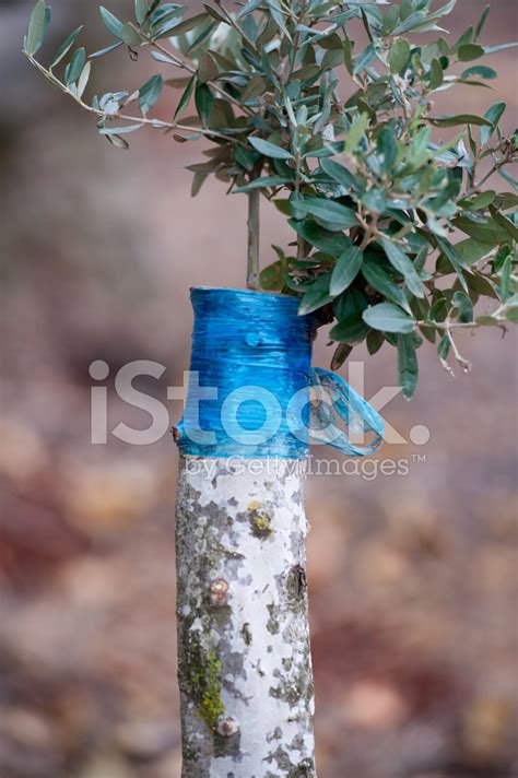 Grafted Olive Stock Photo | Royalty-Free | FreeImages