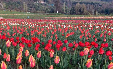 Tulip Festival of Kashmir 2024 | Srinagar Tulip Festival | Kashmir Tourism