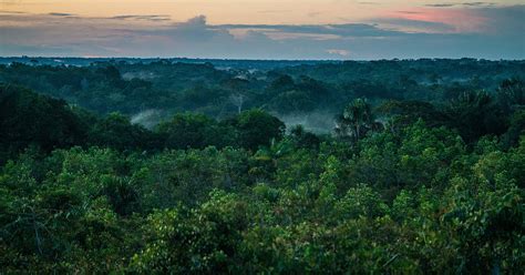 Täuschung Welken Klarheit wwf regenwald schützen Paddel Instrument Zerquetschen