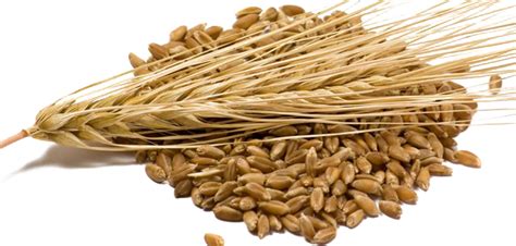 Barley PNG Transparent Images - PNG All