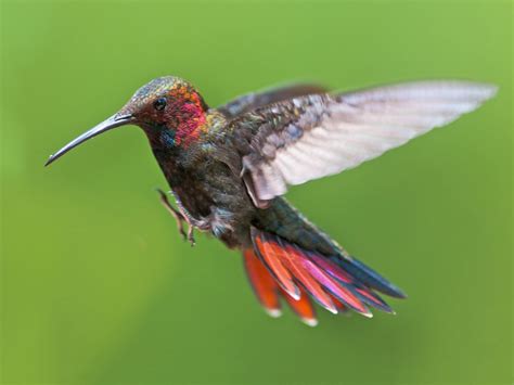 6 Species of Hummingbirds in Jamaica (Pictures & Info) - Animal Hype