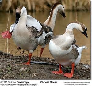 Chinese Goose | Geese breeds, Goose, Female goose