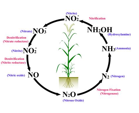 Role of Nitrogen in Crops - BioChemiThon BioChemiThon