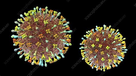 Hendra virus, illustration - Stock Image - F033/0116 - Science Photo ...