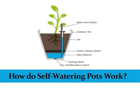 How do Self-Watering Pots Work? || With Infographic