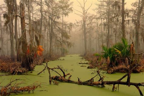 Dark Swamp HD (high definition) Wallpapers - 2 ~ Amazing World Gallery