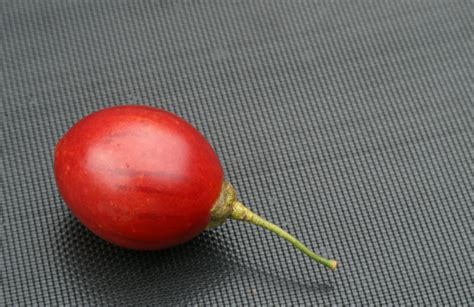 Monday Harvest – April 23rd | Suburban Tomato