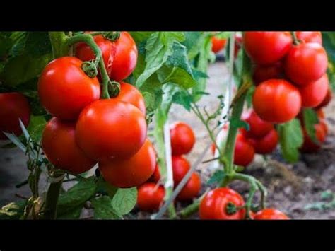 Tomato plant care and tips for better results - YouTube