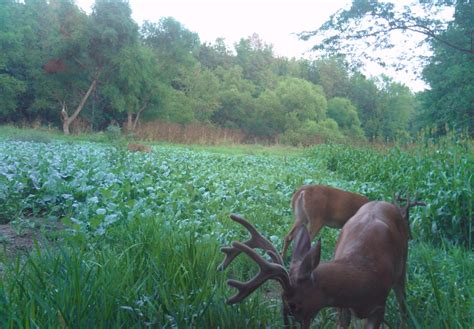 Whitetail Food Plots Get it right "From the Beginning"