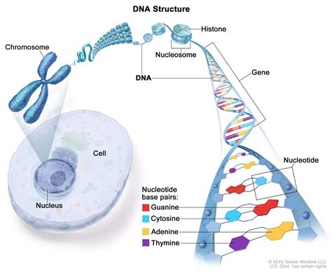 Materi Genetik DNA dan RNA (Pengertian, Struktur, Fungsi, dan Contoh ...