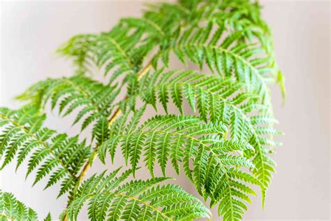 Australian Tree Fern: Plant Care & Growing Guide