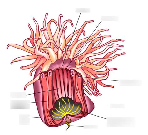 Anthozoa Sea Anemone Anatomy Diagram | Quizlet