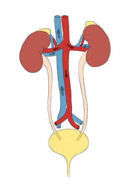 Urinary System Diagram Printable