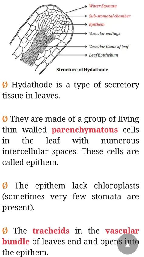 What is Hydathode? Explain with a diagram? - Brainly.in