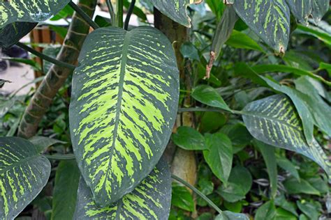 13 Big Leaf Houseplants That Make a Statement