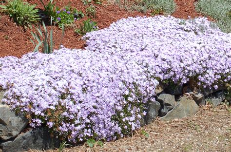 There's Nothing Creepy About These Creeping Plants | Phlox plant ...