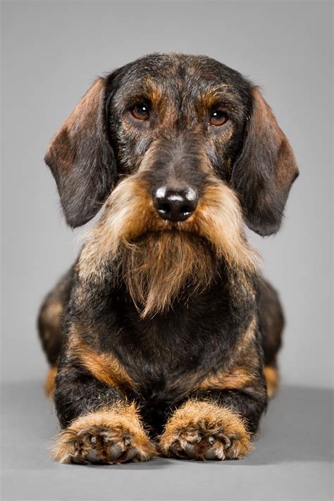 Wire Haired Dachshund Breeders Near Me - Kando Puppies, Dachshund ...