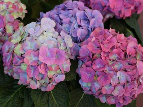 Hydrangeas: Unique and Classic Varieties | HGTV