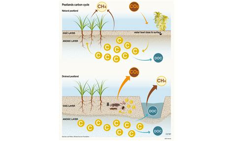 Peatlands carbon cycle | GRID-Arendal