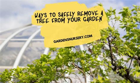 Ways To Safely Remove A Tree From Your Garden