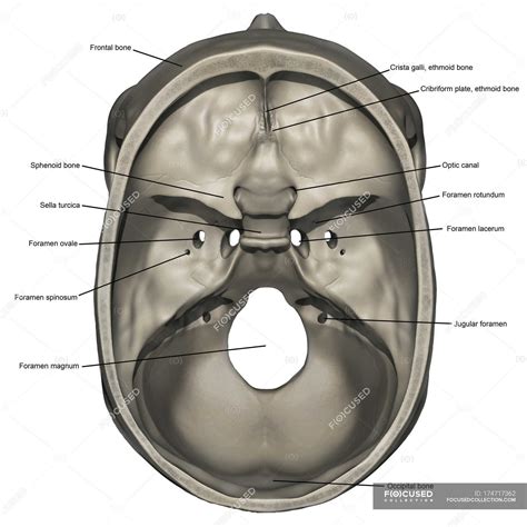 Sella Turcica Anatomy