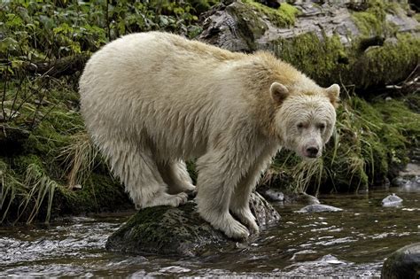 Kermode (Spirit) Bear Facts, Habitat, Diet, Pictures