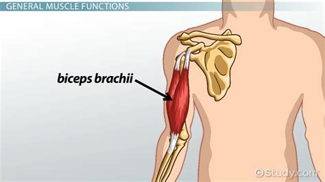 Biceps Brachii: Origin, Insertion & Function - Video & Lesson Transcript | Study.com