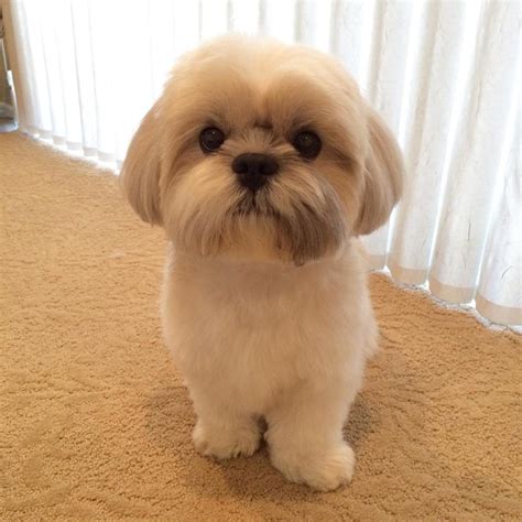 Know These Things If You Plan To Own A Cute Shih Tzu More … (With images) | Shih tzu haircuts ...