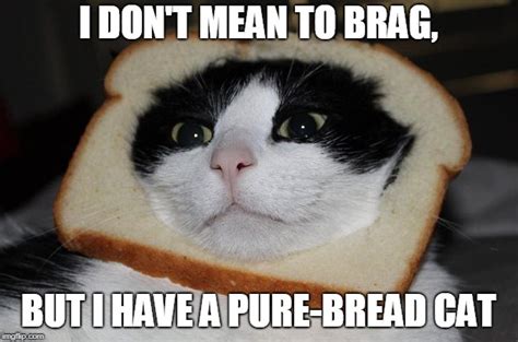 The Pure-Bread Cat - Imgflip