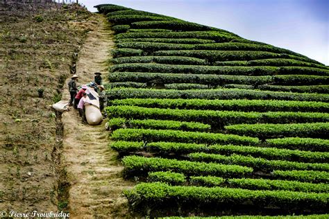 All the Tea in China: A Ride to the Tea Plantations of Jianou - VeloTramp