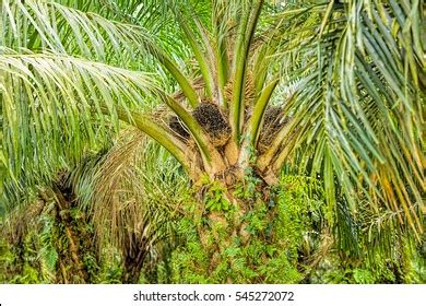 Oil Palm Plantation Stock Photo 545272072 | Shutterstock