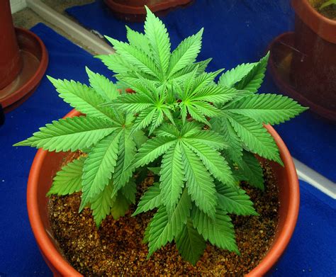 How Cannabis Buds Grow: One Chapter at A Time - LED Grow Lights 101