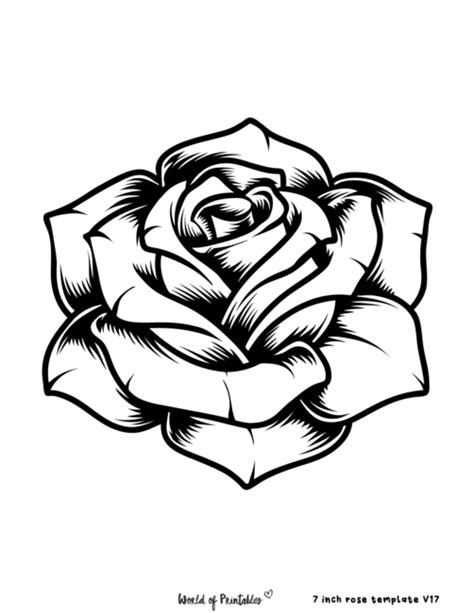 Traditional Rose Drawing Outline