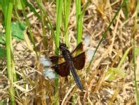 Black White Dragonfly Images - Public Domain Pictures - Page 1