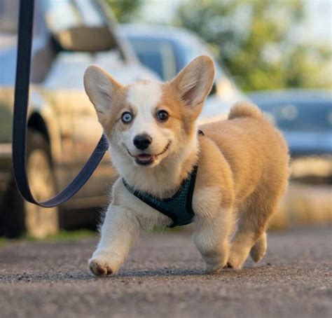 50+ Adorable Corgi Puppy Names to Choose From - Corgi Planet