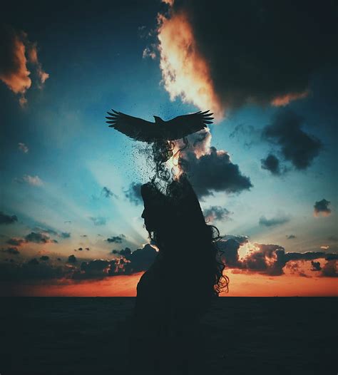 HD wallpaper: raven photograph with sunset background, Freedom, Break ...