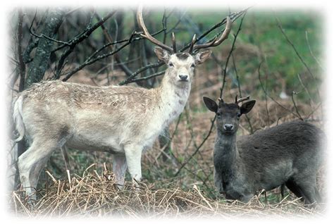 Fallow deer - Wild Deer Best Practice Guidance