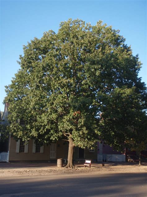 Quercus rubra (American Red Oak, Eastern Red Oak, Mountain Red Oak ...