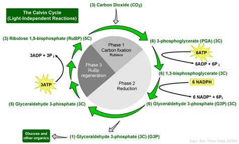 #103 The light-independent reactions (Calvin cycle) | Biology Notes for A level