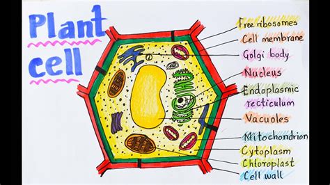 Plant cell/how to draw plant cell for school science project poster ...