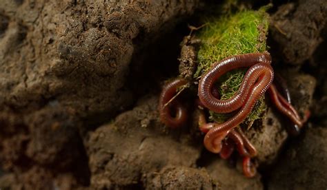 What Do Earthworms Eat? - WorldAtlas