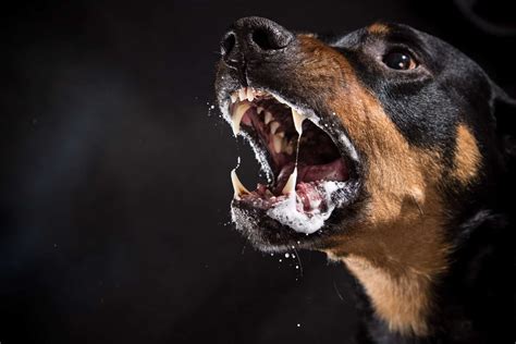 Dangerous breeds include German Shepherds, Rottweilers, Pitbulls