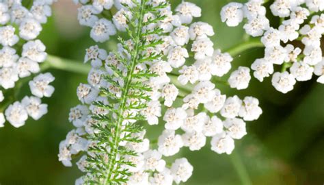 Do Rabbits Eat Yarrow? | Whyrabbits.Com