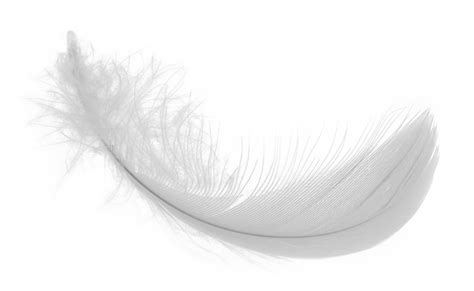 White-Feather-PNG-Download-Image - Steel Bones