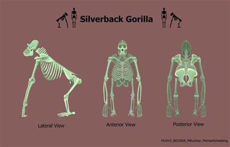 Alex Schabbing - Silverback Gorilla Skeleton