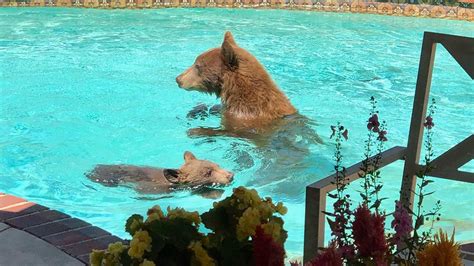 Watch Bear Cub and Mom Swim in Pool – NBC New York