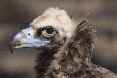 Vulture Close-up Facing Left Stock Photo - Image of close, flying: 73009154