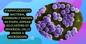 What Does Staph Look Like Under Microscope: A Close-Up View