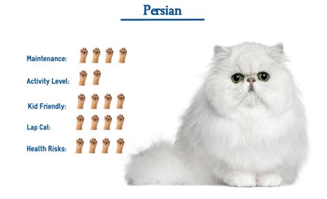 Persian Cat Breed… Everything You Need to Know at a Glance!